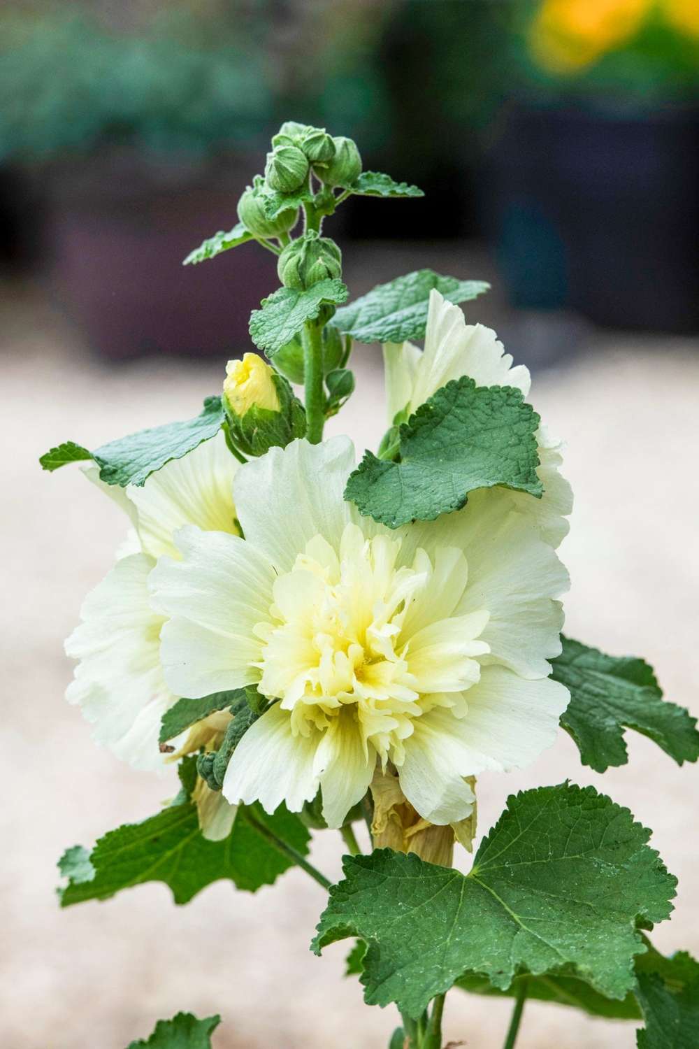 Stokrose 'Spring Celebrities Lemon'